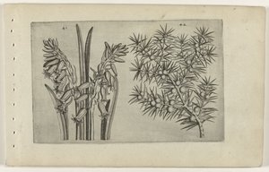 Hyacint og jenerbes Know the Lilies (serietittel) av Crispijn van de Passe (I) (attributed to)