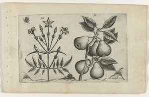 Jasmin og pære Cognoscite lilia (serietittel) av Crispijn van de Passe (I) (attributed to)