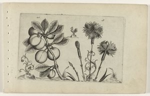 Kerspruit og tuinanjer Know the Lilies (serietittel) av Crispijn van de Passe (I) (attributed to)