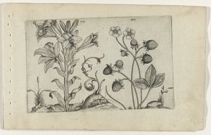 Madonnalelie en jordbei Know the Lilies (serietittel) av Crispijn van de Passe (I) (attributed to)