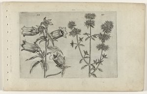 Mariette klokke og merian Cognoscite lilia (serietittel) av Crispijn van de Passe (I) (attributed to)