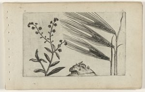 Sumpforglemmigei og bygg Cognoscite lilia (serietittel) av Crispijn van de Passe (I) (attributed to)