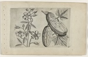 Muskusroos en komkor Faceți cunoștință cu Lilia (titlul seriei) norvegiană av Crispijn van de Passe (I) (attributed to)