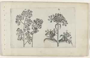 Veggbregne og såpeurt Cognoscite lilia (serietittel) av Crispijn van de Passe (I) (attributed to)