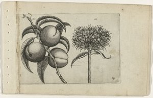 Fersken og brennende kjærlighet Cognoscite lilia (serietittel) av Crispijn van de Passe (I) (attributed to)