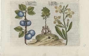 Pruim en muurbloem Pruna Damasena / Leucojum (tittel på objekt) Know the Lilies (serietittel) av Crispijn van de Passe (I) (attributed to)