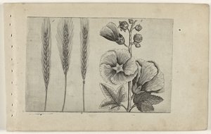 Rogge en stokroos Know the Lilies (serietittel) av Crispijn van de Passe (I) (attributed to)