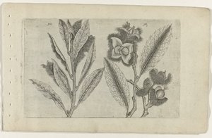 Salie en tamme kastanje Know the Lilies (serietittel)