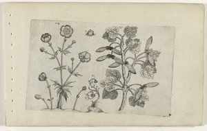 Skarp smørblomst og åkerlønn Cognoscite lilia (serietittel) av Crispijn van de Passe (I) (attributed to)