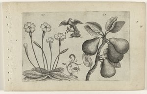 Sleutelbloem en peer Know the Lilies (serietittel) av Crispijn van de Passe (I) (attributed to)
