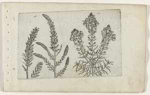 Tamarisk en vlasbekje Know the Lilies (serietittel) av Crispijn van de Passe (I) (attributed to)