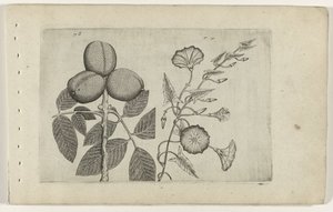 Walnootboom en akkerwinde Know the Lilies (serietittel)
