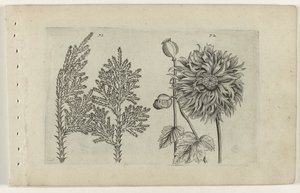 Syvtre og soveball Cognoscite lilia (serietittel) av Crispijn van de Passe (I) (attributed to)