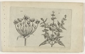 Svaneblomst og småblomstret salvie Cognoscite lilia (serietittel) av Crispijn van de Passe (I) (attributed to)