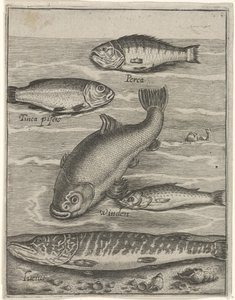 Studieblad met vijf vissen Fisk live-ikoner (serietittel) av Crispijn van de Passe (I)