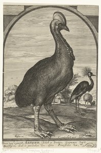Kasuar, brakt av Willem Jacobsz. fra Øst-India og gitt til prins Maurits, 1614 av Crispijn van den Queborn (attributed to)