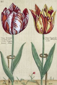 Tulip Octavian del Pont, og Tulip Elegant, fra 