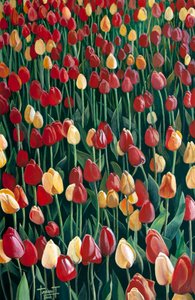 Tulipaner, 2010 (akryl på papir)