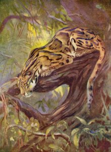 At the Zoo: Clouded Leopard (farge litho)