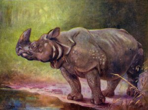 I dyrehagen: Rhinoceros (farge litho)