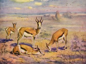 I dyrehagen: Springboks (farge litho)