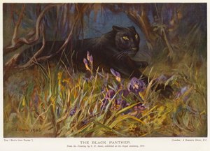 The Black Panther (farge litho)