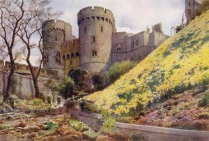 Påskeliljer på bakken under Round Tower, Windsor Castle (farge litho)