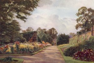 Tidlige krysantemum, Claremont (farge litho)