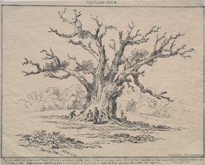 Fairlop eik av D. H. Redman