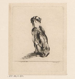 Sittende hund sett bakfra av D. Merrem