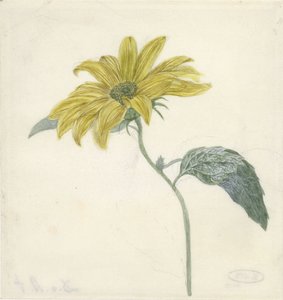 Solsikke av D. van Alphen