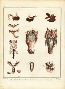 Anatomi til en hest. 1792 (gravering)