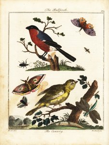 Bullfinch, kanarifugl, sommerfugl, møll, etc. 1792 (gravering)
