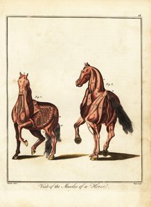 Muskulatur til en hest. 1792 (gravering)