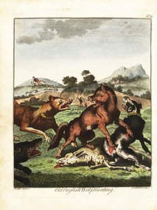 Gammel engelsk ulvejakt. 1792 (gravering)