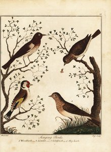 Sangfugler: skoglerke, linnet, gullfink, himmellerke. 1792 (gravering)