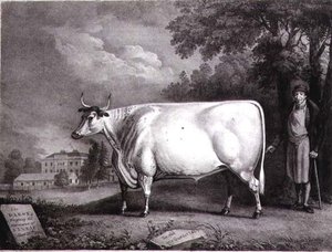 Baronen, et priskorthorn (The Nannau White Cow) gravert av Charles Joseph Hullamandel (1789-1850) 1824