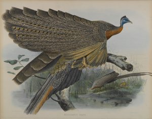 Argusianus Grayii (farge litho) av Daniel Giraud and Gould John Elliott
