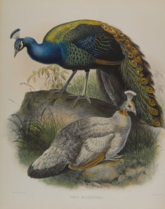 Pavo Nigripennis - Black Shouldered Pea Fowl (farge litho) av Daniel Giraud and Gould John Elliott