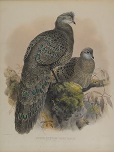 Polyplectron Tibetanum (farge litho) av Daniel Giraud and Gould John Elliott