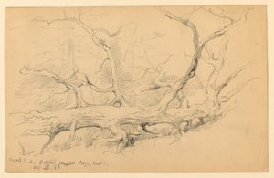 Maple Trunk, Across Old Logging Road, Dalton av Daniel Huntington