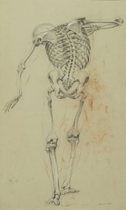 Skeleton Study, ca. 1848 (kritt og fargestift på brunt papir montert på papp) av Daniel Huntington