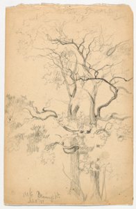 Studie av Oaks ved Dennings Point av Daniel Huntington