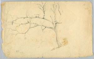 Studie av et bladløst tre av Daniel Huntington