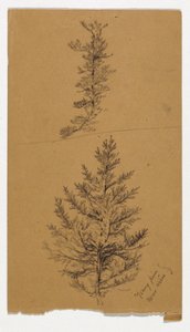 Young Pines av Daniel Huntington