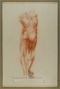 Écorché (Figure Study of Musculature), ca. 1848 (kritt og grafitt på papir) av Daniel Huntington