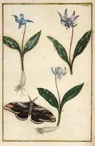 Hundetann-fiolett eller hundetannfiolett, Erythronium dens-canis og møll