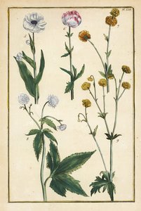 Klodeblomst, Trollius europaeus og andre arter av ranunkel, Ranunculus glacialis, etc.