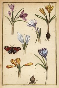 Vårkrokus, Crocus vernus og europeisk påfuglsommerfugl, Aglais io