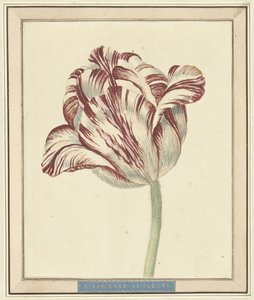 Tulipan, kalt Bisar, kardinal de Fleuri av Daniël Marot (II)